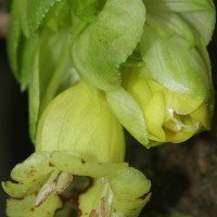 Strobilanthes calycina Nees